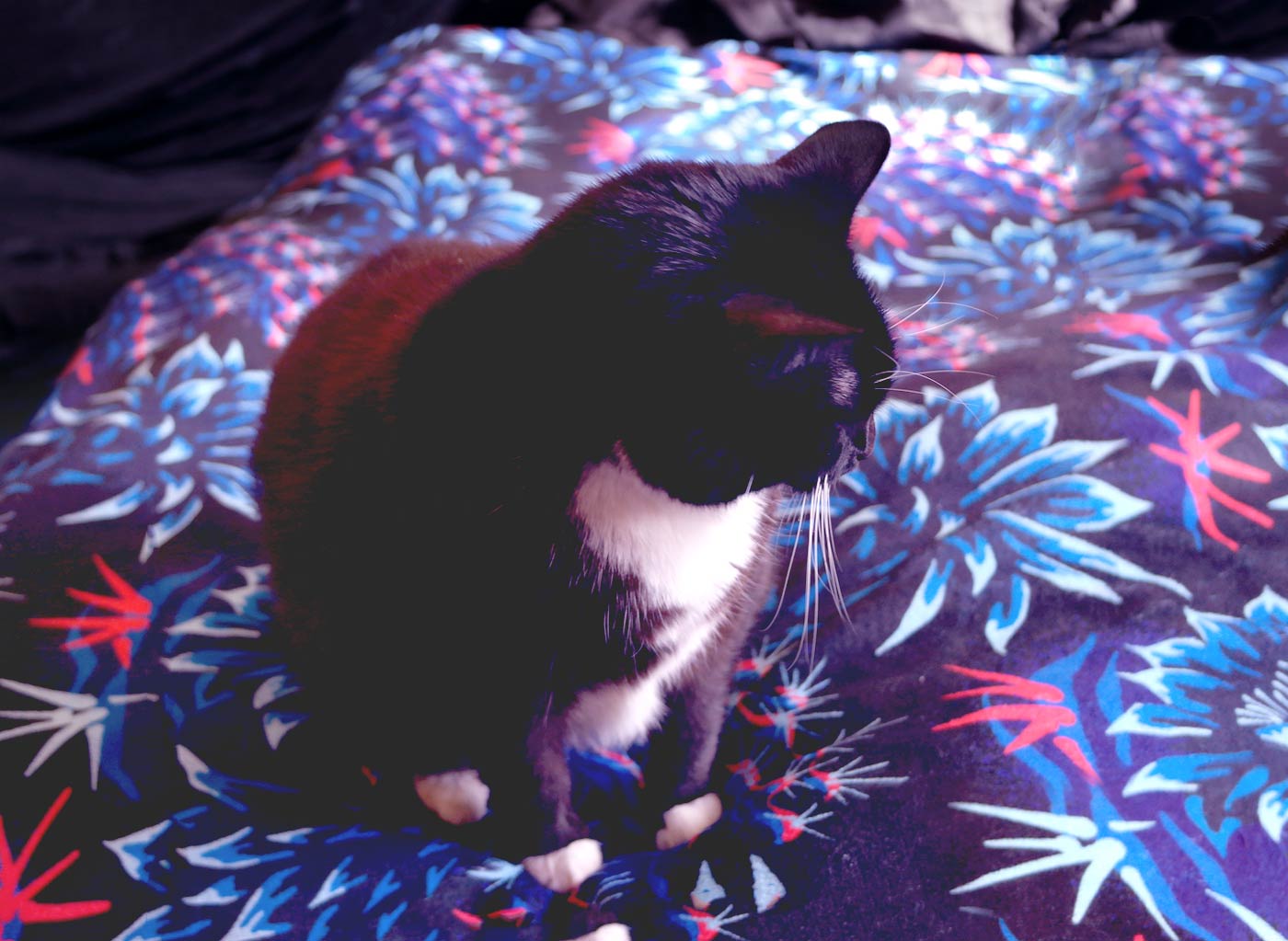 Cat sitting on cactus floral print duvet cover bedding