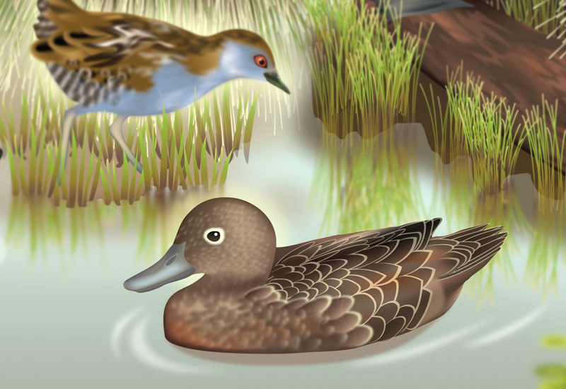 New Zealand wetland poster brown teal duck