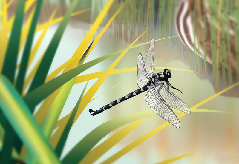New Zealand wetland poster dragonfly