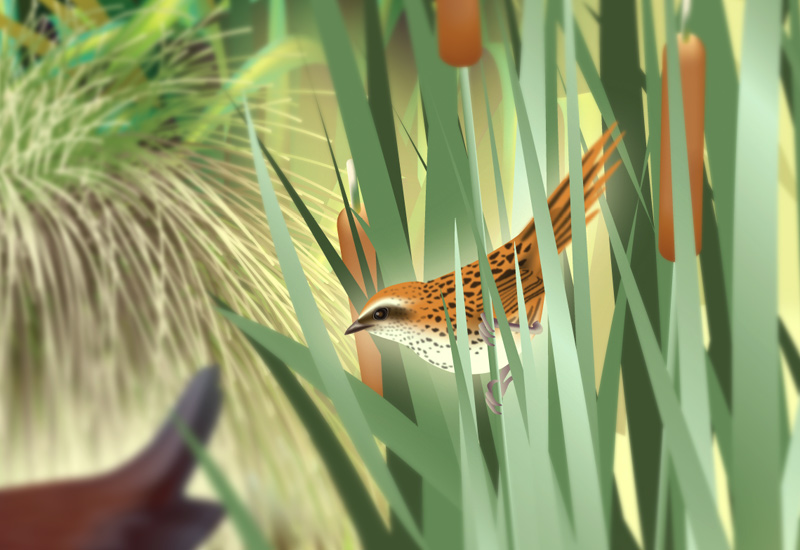 New Zealand wetland poster fernbird