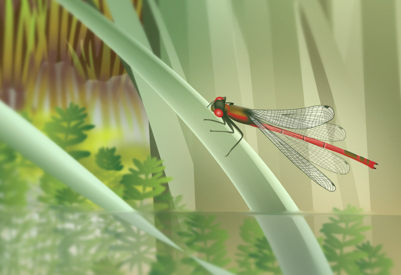 New Zealand wetland poster red damselfly