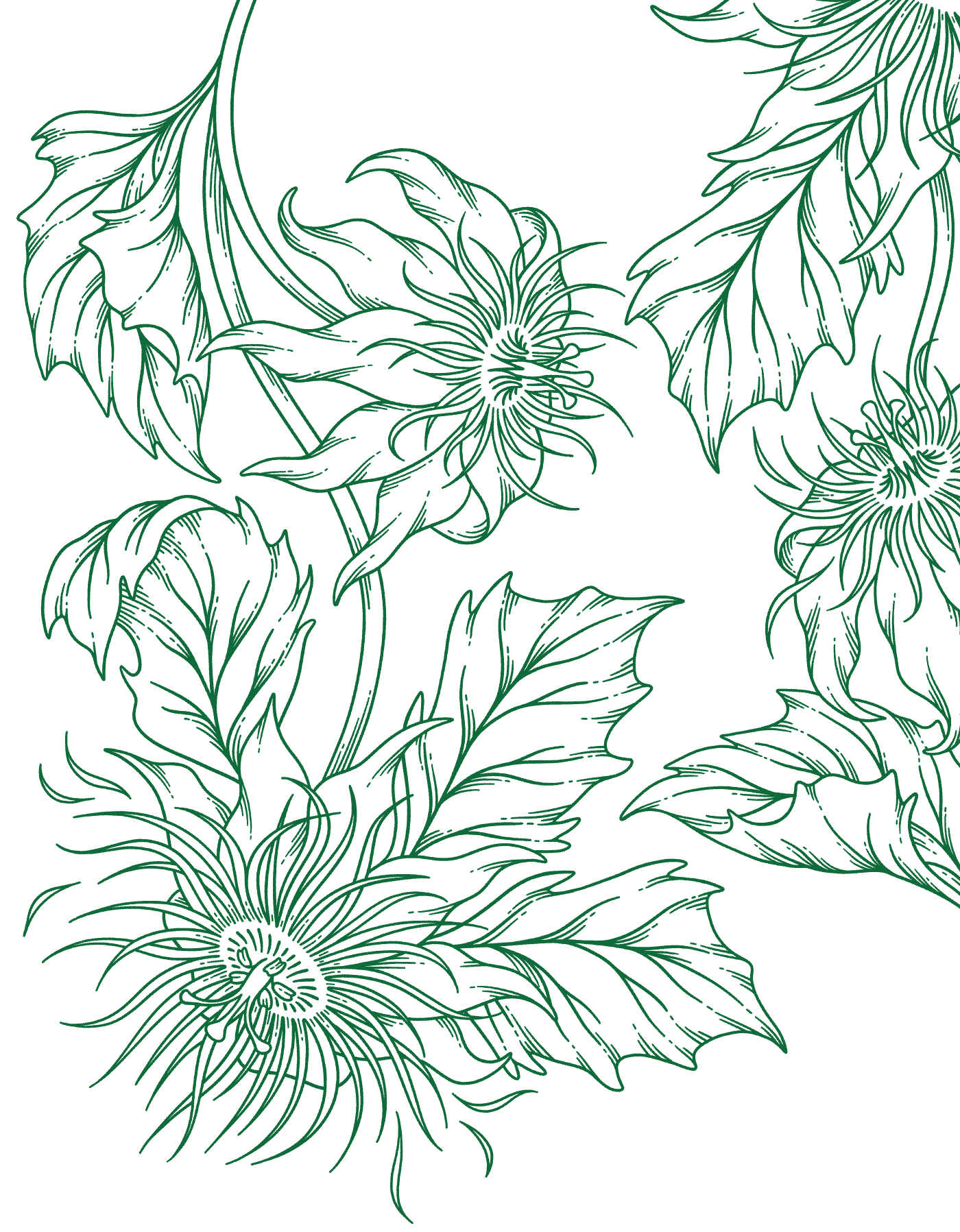 Passionflower line art vector illustration by Andrea Muller for Banks and Bloom beverage packaging design