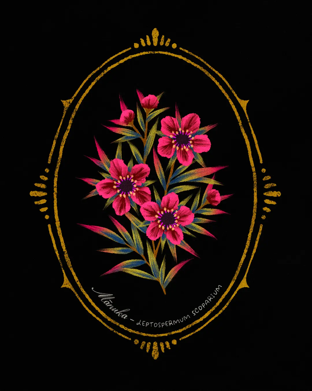 NZ Manuka flower oval cameo bouquet illustration by Andrea Muller