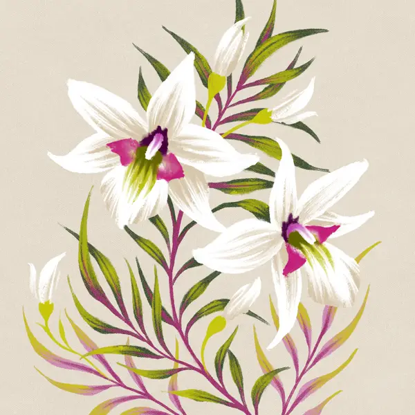 New Zealand Winika orchid illustration by Andrea Muller